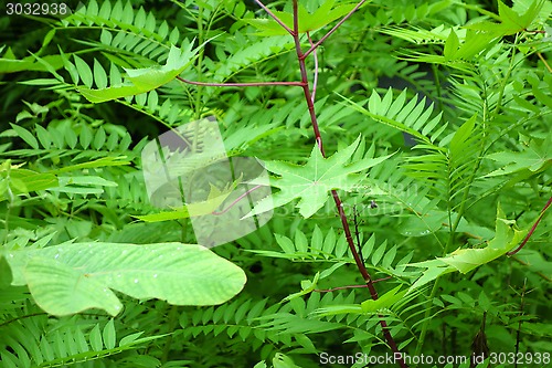 Image of fern background