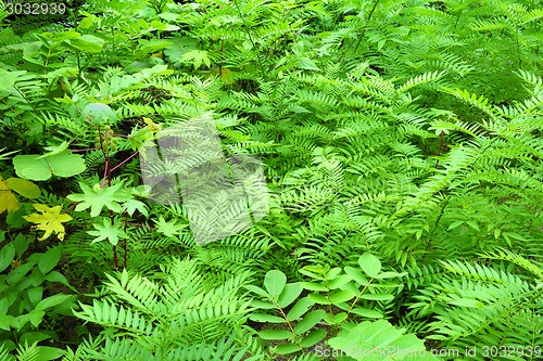 Image of fern background