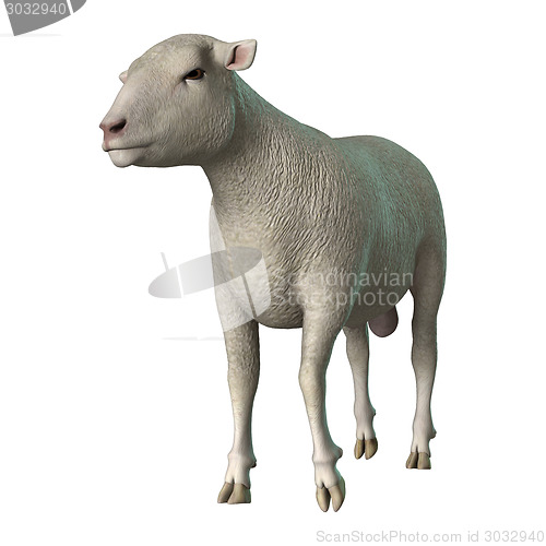 Image of Sheep on White