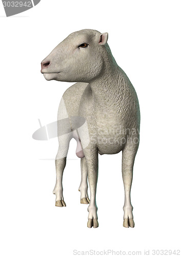 Image of Sheep on White