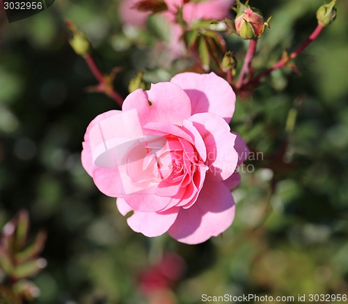 Image of Roses in the garden