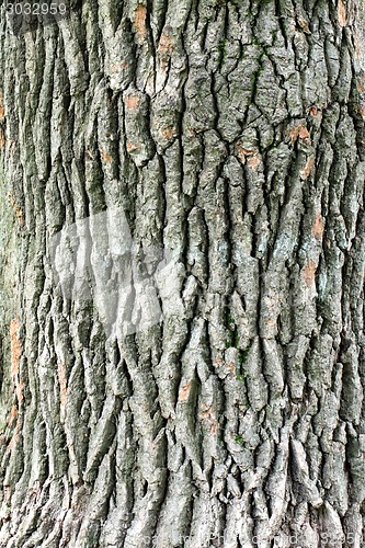 Image of oak bark