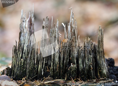 Image of wood chips