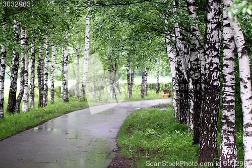 Image of road in the forest