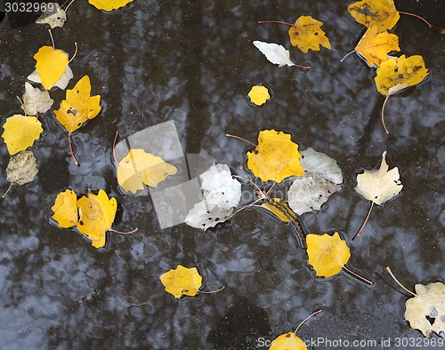 Image of Yellow leaf on the asphalt