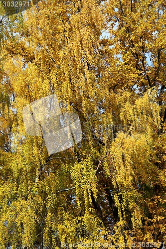 Image of birch leaves
