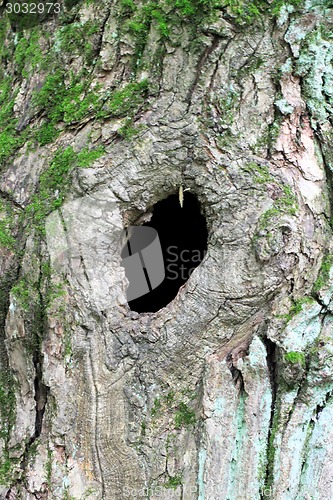 Image of hole in the tree