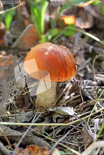 Image of orange-cap boletus mushroom
