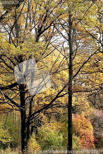Image of autumn leaves