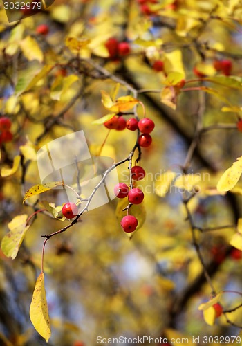 Image of small apples