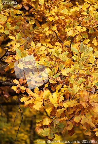 Image of autumn leaves