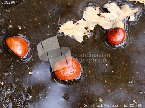 Image of Chestnuts on the ground