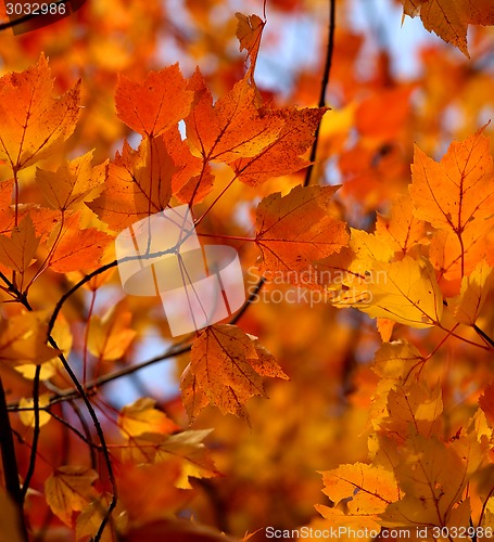 Image of autumn leaves