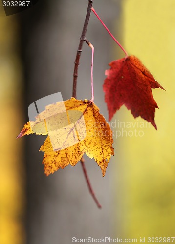 Image of autumn leaves