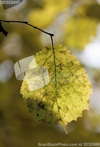 Image of autumn leaves