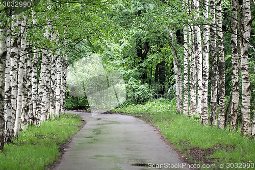 Image of road in the forest