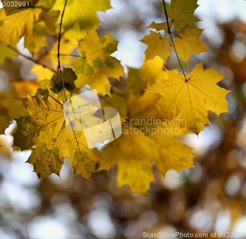 Image of autumn leaves