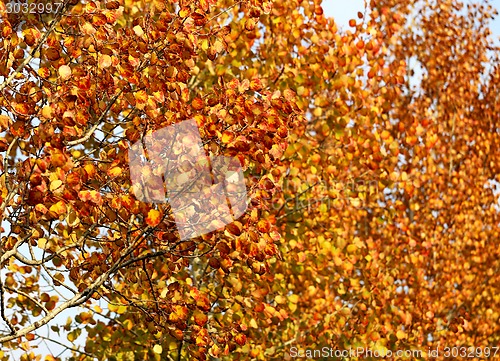 Image of autumn trees