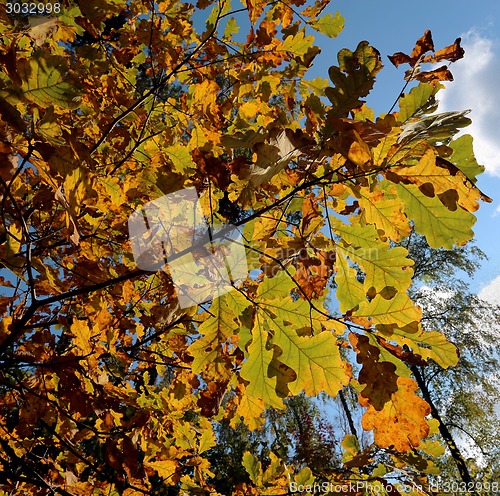 Image of autumn leaves