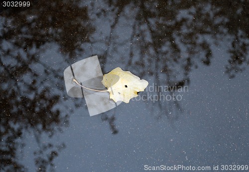 Image of Yellow leaf on the asphalt