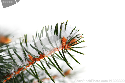 Image of Snowy spruce branch