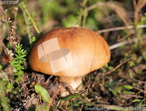 Image of beautiful mushroom boletus