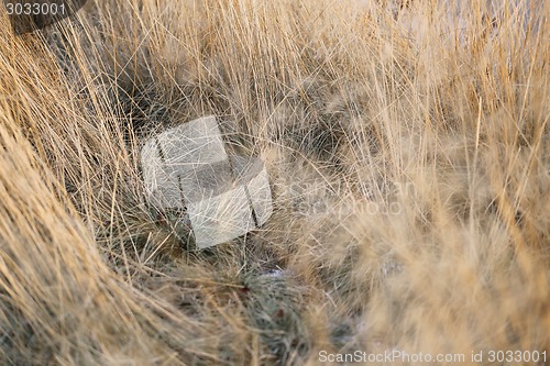 Image of dry grass