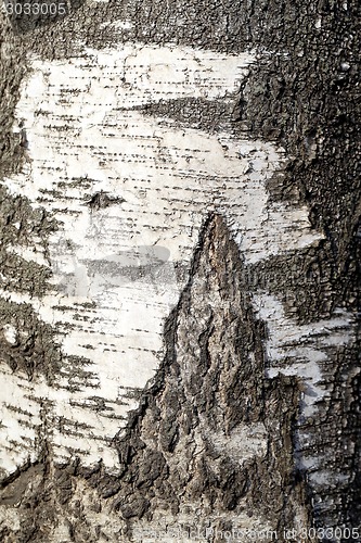 Image of birch tree
