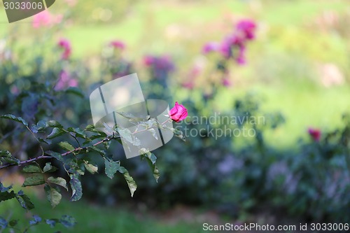 Image of Roses in the garden