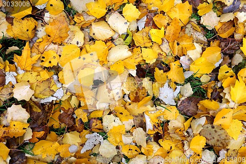 Image of Yellow leaf Texture of yellow leaves