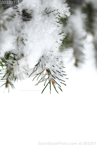 Image of Snowy spruce branches