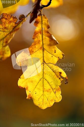 Image of autumn leaves