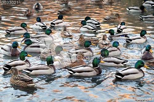 Image of duck in the pond