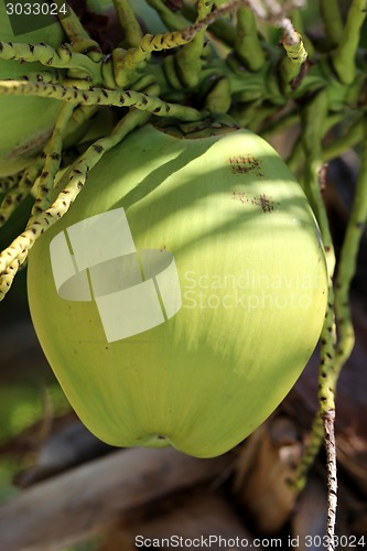 Image of Green coconuts on the palm