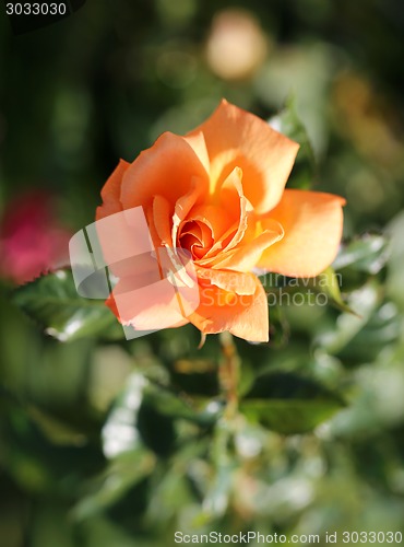 Image of Roses in the garden