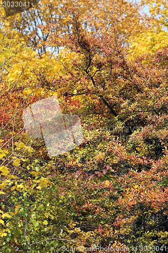 Image of autumn leaves