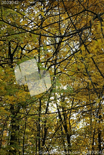 Image of autumn leaves