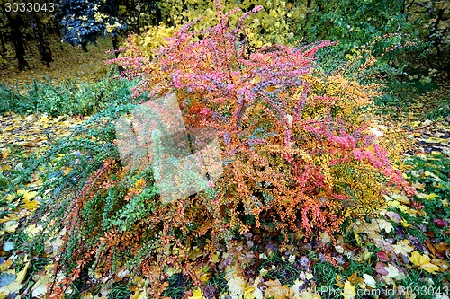 Image of autumn leaves