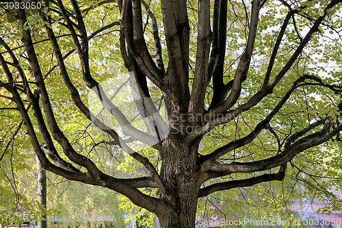 Image of beautiful tree