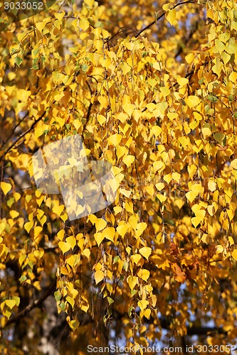 Image of birch leaves