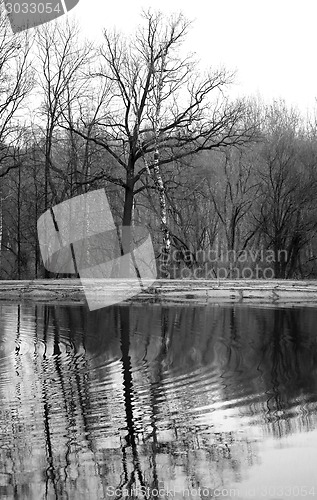 Image of tree near the pond