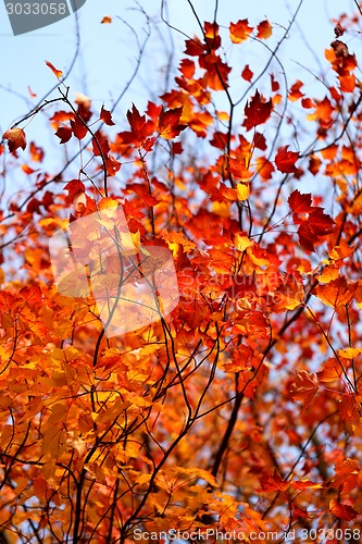 Image of autumn leaves