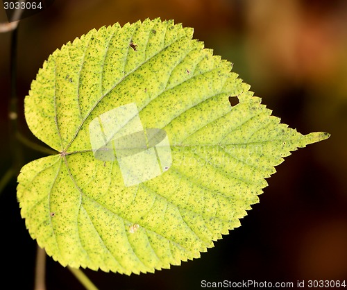 Image of autumn leaves
