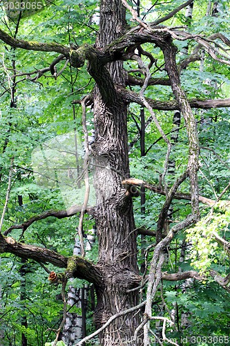 Image of Dead tree