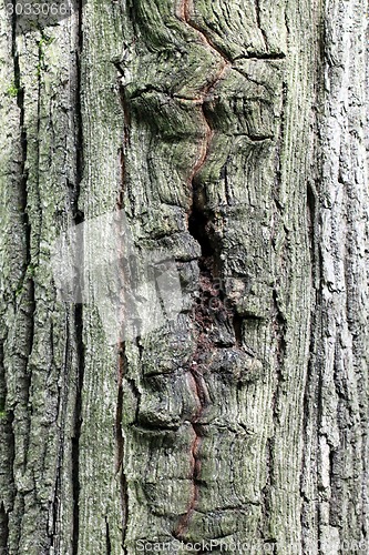 Image of oak bark