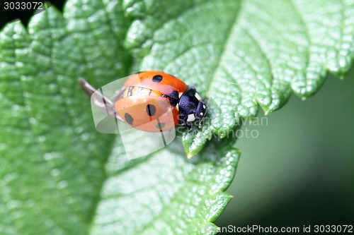 Image of ladybird beetle