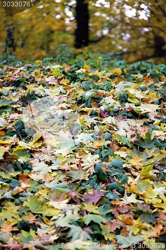 Image of autumn leaves