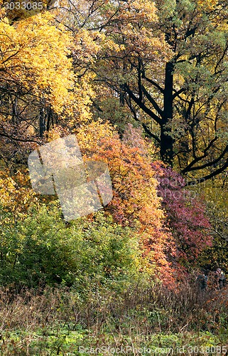 Image of autumn leaves