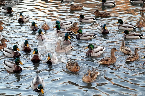 Image of duck in the pond