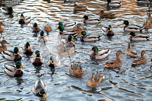 Image of duck in the pond